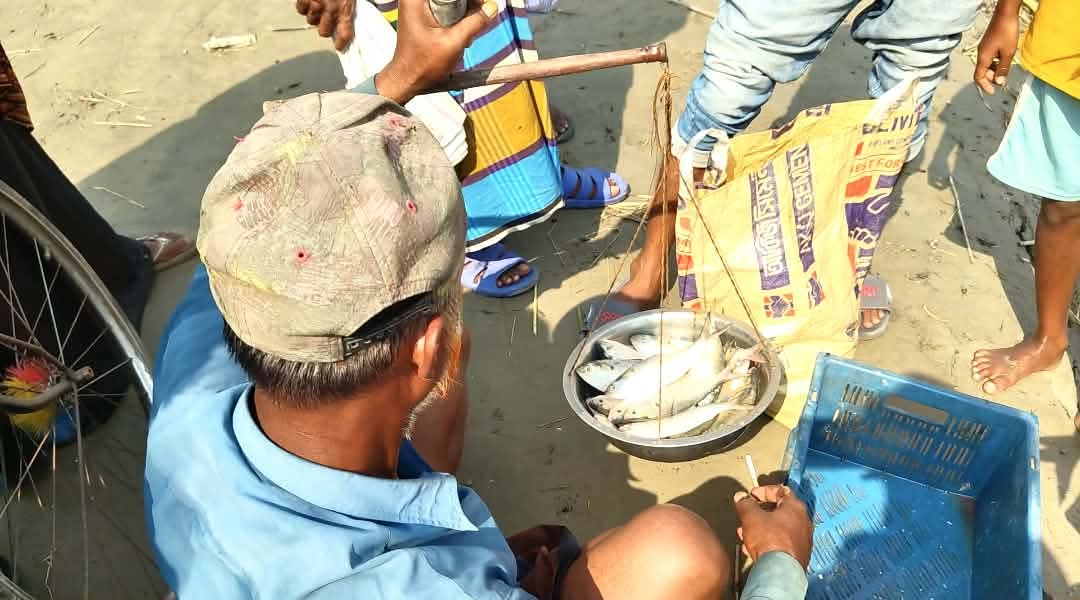 Hilsa