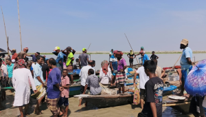 Padma hilsa trade continues despite arrests