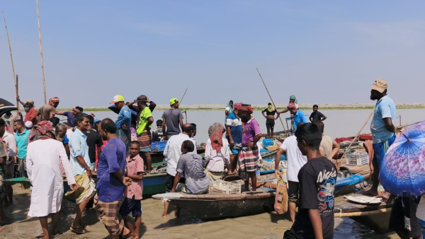 Padma hilsa trade continues despite arrests