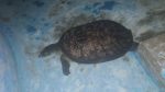 Endangered Indian peacock softshell turtle rescued at JU
