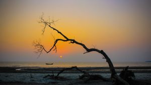 Parallel lives on the Kuakata Coast