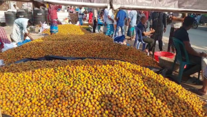 Betel nuts boost Lakshmipur’s rural economy