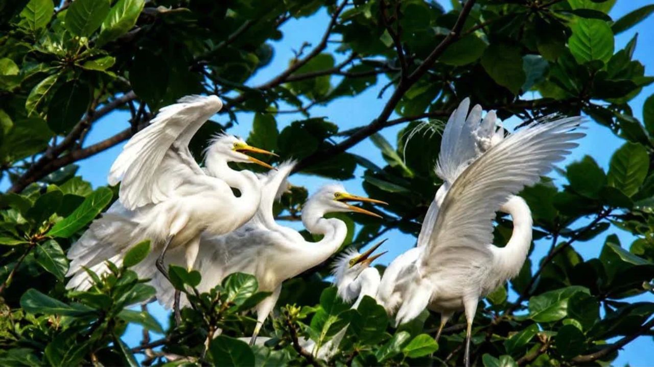 Sundarbans Tafalbari birds sanctuary
