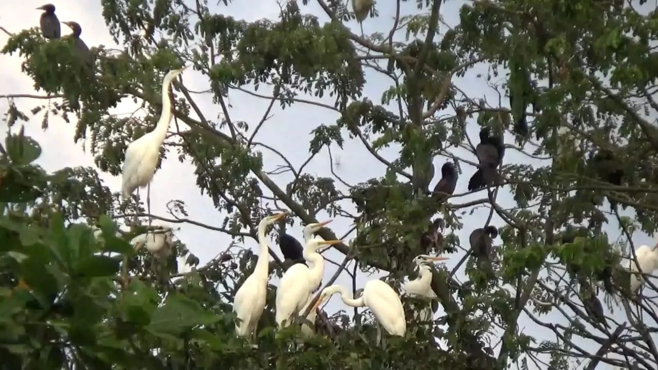 Sundarbans Tafalbari birds sanctuary