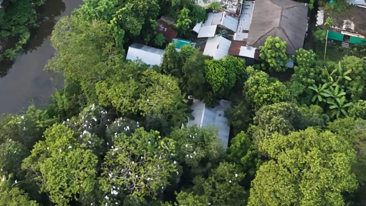 Sundarbans Tafalbari birds sanctuary