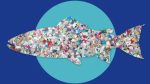 BAU study uncovers microplastic contamination in commercial aquaculture