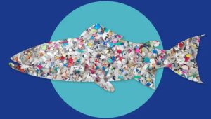 BAU study uncovers microplastic contamination in commercial aquaculture