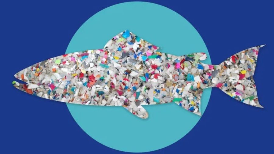 BAU study uncovers microplastic contamination in commercial aquaculture