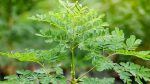 Moringa: The miracle tree in plain sight