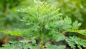 Moringa: The miracle tree in plain sight