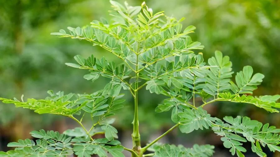 Moringa: The miracle tree in plain sight