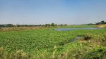 Moynakata: Once a lifeline, now a dying canal