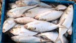 Open sale, open defiance: Hilsa ban fails in Munshiganj