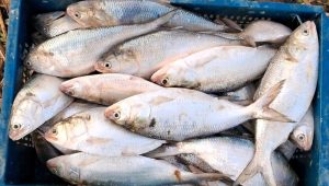 Open sale, open defiance: Hilsa ban flouted in Munshiganj