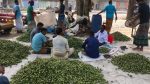 Low olive prices threaten growers’ profits in Sirajganj