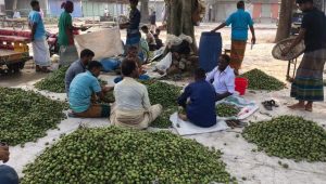Low olive prices threaten growers’ profits in Sirajganj