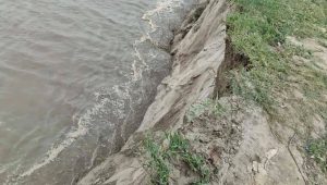 Padma erosion swallows farmland, threatens next cropping season