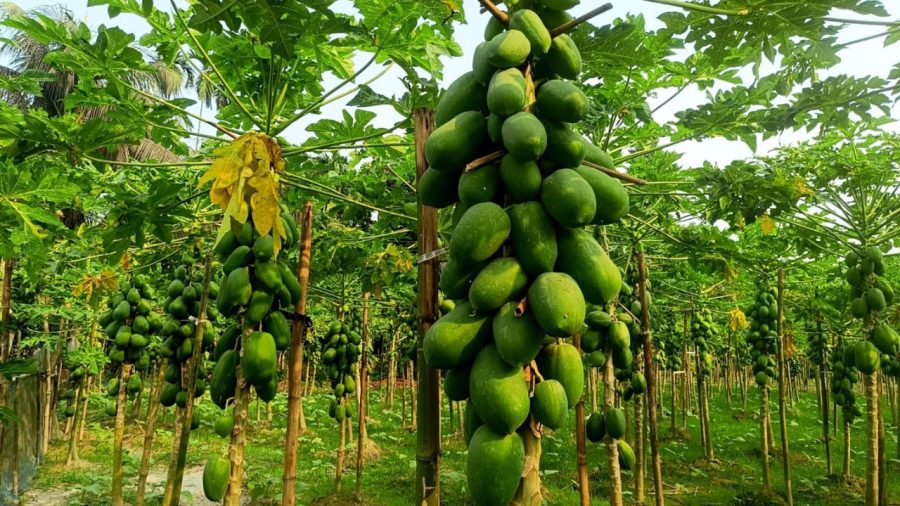 Bumper papaya harvest brings mounting losses