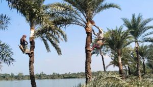 Rising jaggery prices add to farmers’ incomes