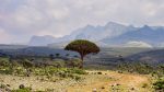 The extraordinary world of Socotra
