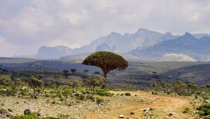 The extraordinary world of Socotra
