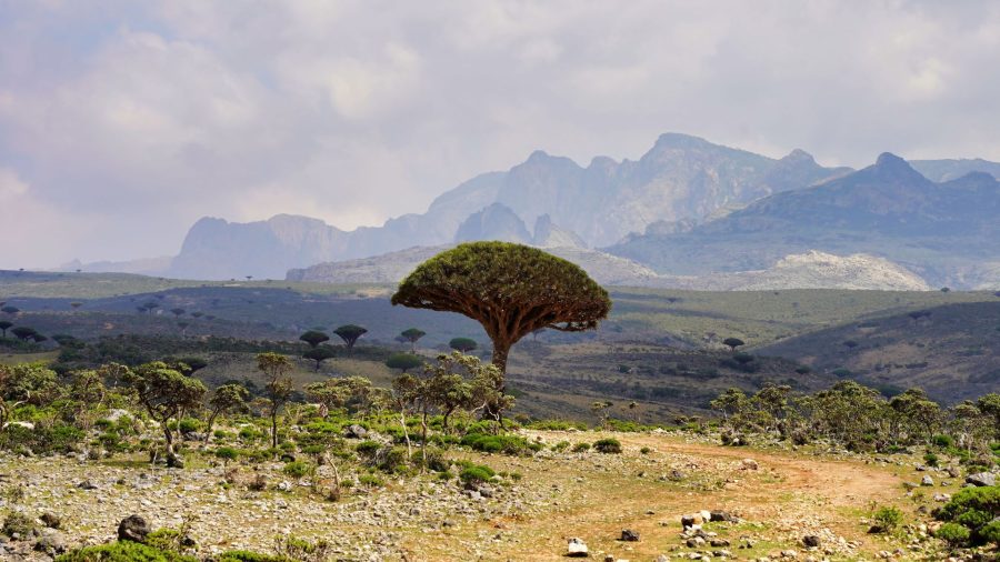 The extraordinary world of Socotra