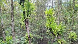 Silent killer in Sundarbans: Parasitic plants eating away at Sundari trees