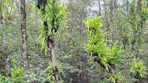 Silent killer in Sundarbans: Parasitic plants eating away at Sundari trees