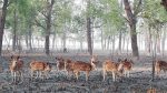 Sundarbans tourism: Strong potential, but problems persist
