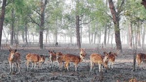 Sundarbans tourism: Strong potential, but problems persist
