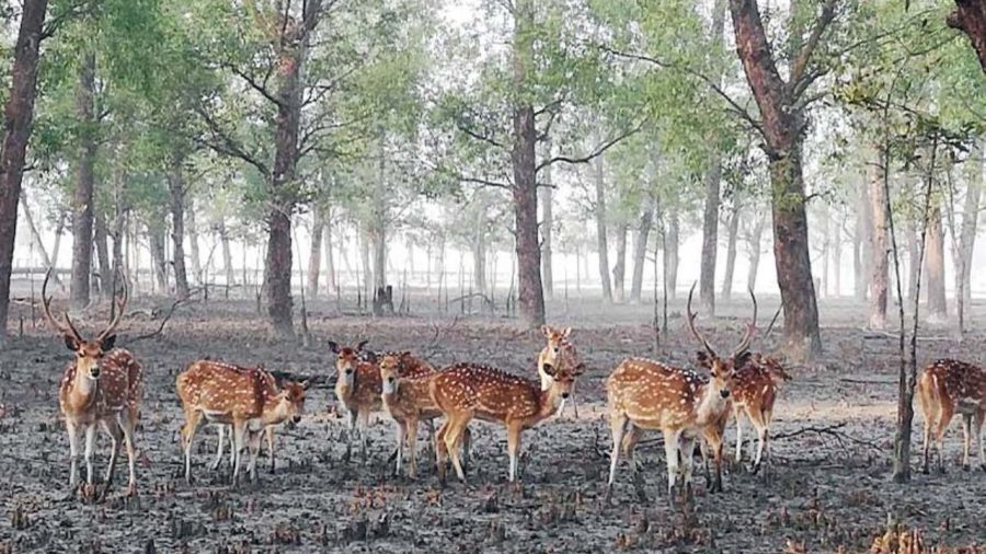 Sundarbans tourism: Strong potential, but problems persist