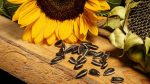 Sunflower seeds: The power of small things
