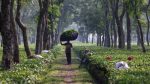 Tea production jumps 17% on favourable weather
