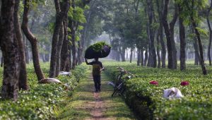 Tea production jumps 17% on favourable weather
