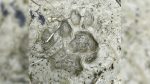 Tiger pugmarks spark panic in Bagerhat village near Sundarbans