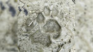 Tiger pugmarks spark panic in Bagerhat village near Sundarbans