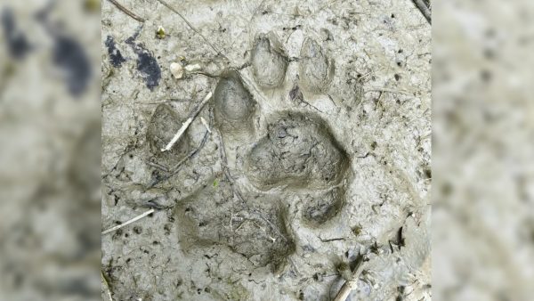 Tiger pugmarks spark panic in Bagerhat village near Sundarbans