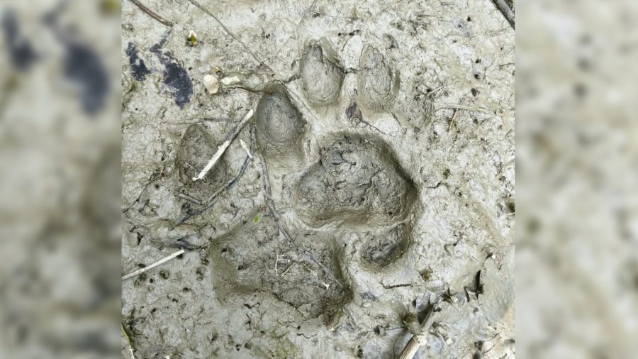 Tiger pugmarks spark panic in Bagerhat village near Sundarbans