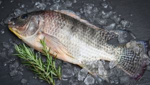 Fish disappears from poorer plates