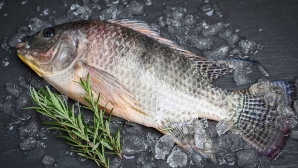 Fish disappears from poorer plates