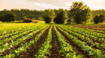 The importance of nano-urea: Addressing energy and fertiliser crises