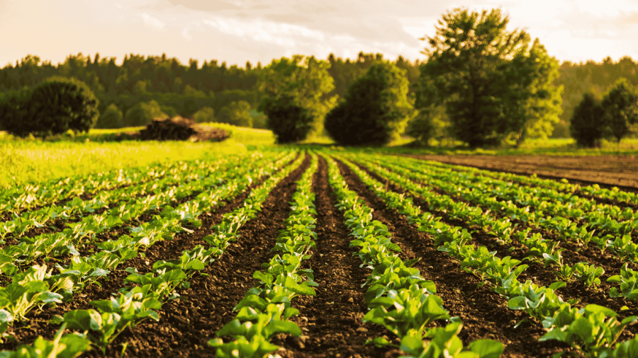 The importance of nano-urea: Addressing energy and fertiliser crises