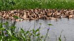Where ducks turn dreams golden