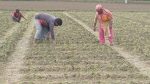 Fertiliser shortage forces farmers to cut cultivation