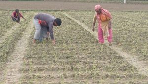Fertiliser shortage forces farmers to cut cultivation