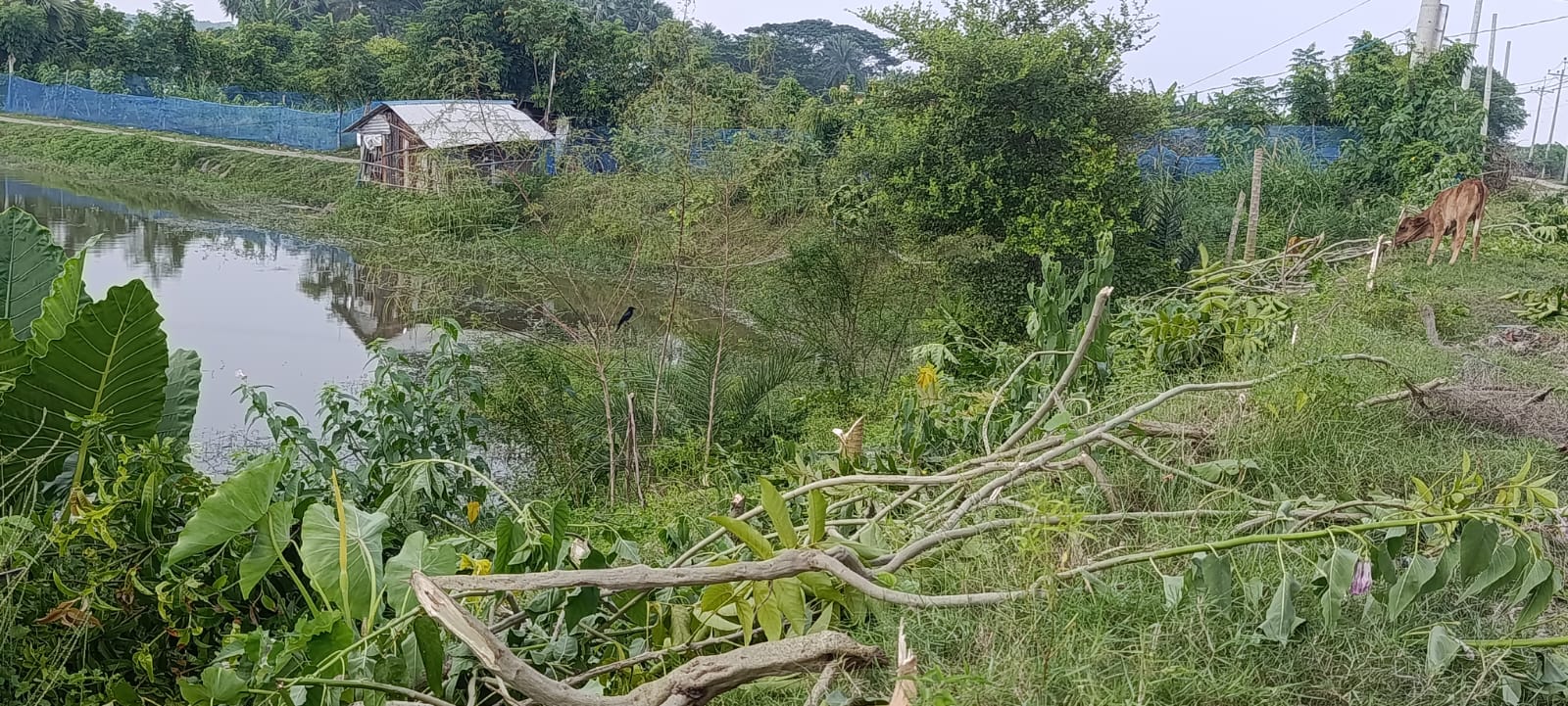 fish enclosure attack