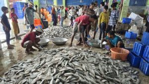 8-month ban on Jatka fishing begins tonight