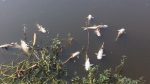 45 maunds of fish killed with gas tablets in Dinajpur pond