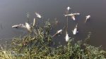45 maunds of fish killed with gas tablets in Dinajpur pond