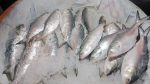 Govt takes new initiatives to boost hilsa production
